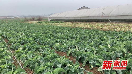 保障舌尖上的安全 衡陽開展春節食用農產品質量安全執法行動